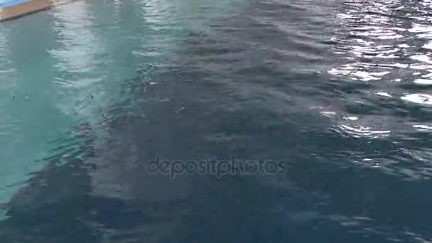 Barn hoppa i poolen — Stockvideo