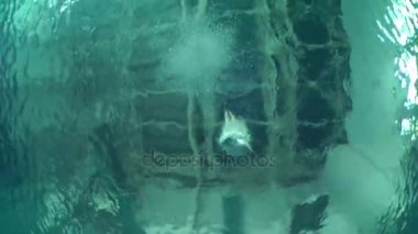 Spor dalışı (suya atlama)).