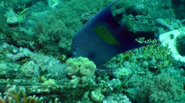 Bir mercan kayalığı çerçevede bir Yellowbar melek balığı (Pomacanthus maculosus).