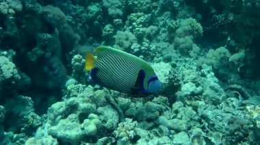 Bir mercan kayalığı arka plan üzerinde İmparator melek balığı (Pomacanthus Imperator).