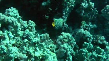 Bir mercan kayalığı arka plan üzerinde İmparator melek balığı (Pomacanthus Imperator).