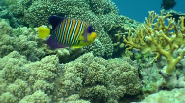 Mercan arka plan üzerinde Regal angelfish (Pygoplites diacanthus).