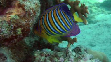 Mercan arka plan üzerinde Regal angelfish (Pygoplites diacanthus).
