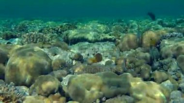 Eritre Butterflyfish ve Threadfin Butterflyfish üst resif.