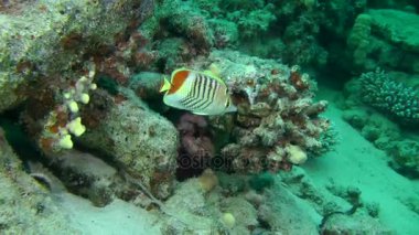 Eritre Butterflyfish (Chaetodon paucifasciatus) mercan arka plan üzerinde.