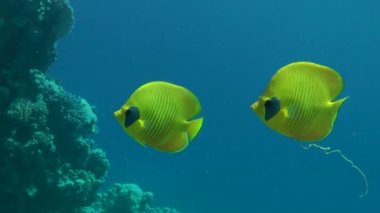 Bir çift mavi su arka plan üzerinde Bluecheek butterflyfish (Chaetodon semilarvatus).