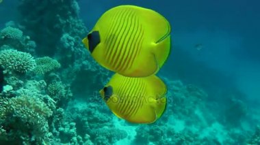 Bir çift mavi su arka plan üzerinde Bluecheek butterflyfish (Chaetodon semilarvatus).