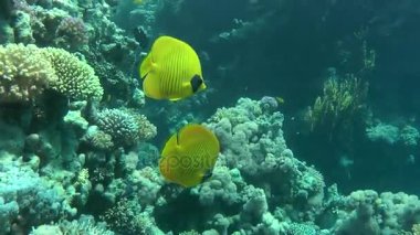 Bir çift arka plan resif üzerinde Bluecheek butterflyfish (Chaetodon semilarvatus).