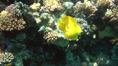 Bir çift arka plan resif üzerinde Bluecheek butterflyfish (Chaetodon semilarvatus).