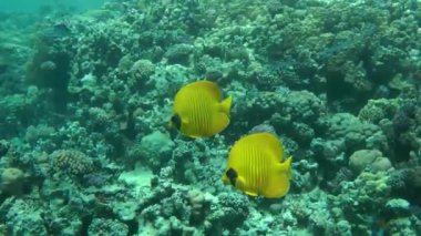 Bir çift arka plan resif üzerinde Bluecheek butterflyfish (Chaetodon semilarvatus).