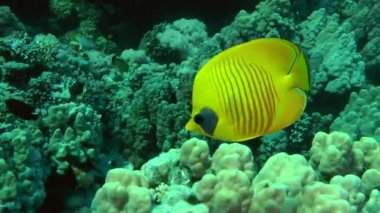Resif arka plan üzerinde Bluecheek butterflyfish (Chaetodon semilarvatus).
