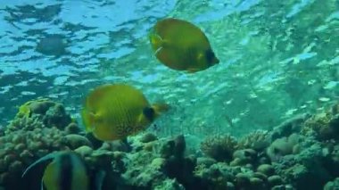 Bluecheek butterflyfish (Chaetodon semilarvatus) resif arka plan üzerinde bir çift.