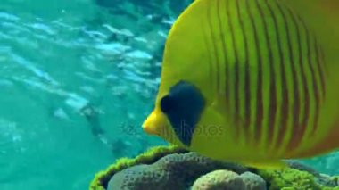 Bluecheek butterflyfish (Chaetodon semilarvatus) resif arka plan üzerinde bir çift.