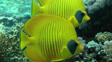 Bluecheek butterflyfish (Chaetodon semilarvatus) resif arka plan üzerinde bir çift.