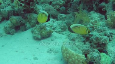 Blacktail butterflyfish (Chaetodon austriacus) mercan arka plan üzerinde bir çift.