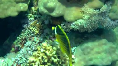 Mercan arka plan üzerinde çapraz butterflyfish (Chaetodon fasciatus).