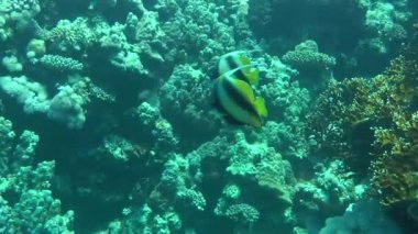 Kızıldeniz Bannerfish (Heniochus intermedius) bir çift bir arka plan mercanlar.