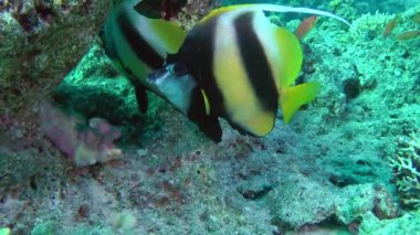 Kızıldeniz Bannerfish (Heniochus intermedius) bir çift bir arka plan mercanlar.