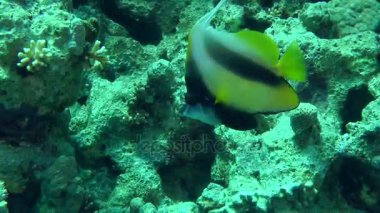 Bir arka planda mercanlar Kızıldeniz Bannerfish (Heniochus intermedius).
