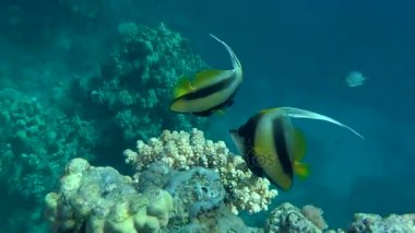 Mercan bir arka plan üzerinde birkaç Kızıldeniz Bannerfish (Heniochus intermedius).