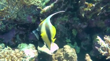 Kızıldeniz Bannerfish (Heniochus intermedius) bir çift karşı mercan.
