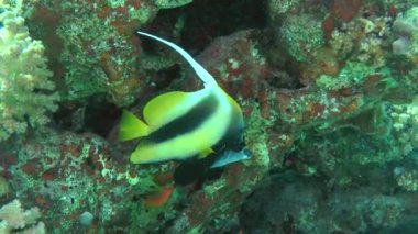 Bir arka planda mercanlar Kızıldeniz Bannerfish (Heniochus intermedius).