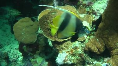 Kızıldeniz Bannerfish (Heniochus intermedius) bir çift mercan gölgesinde.