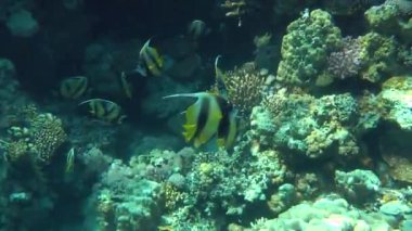 Kızıldeniz Bannerfish (Heniochus intermedius) bir sürü mercan gölgesinde.