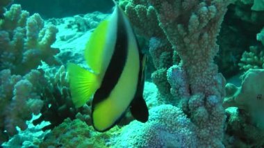 Bir arka planda mercanlar Kızıldeniz Bannerfish (Heniochus intermedius).