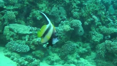 Kızıldeniz Bannerfish (Heniochus intermedius) bir çift karşı mercan.