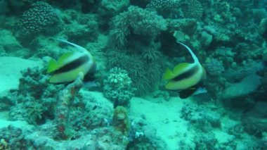 Kızıldeniz Bannerfish (Heniochus intermedius) bir çift karşı mercan.
