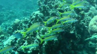 Bir sürü sarı yüzgeçli goatfish (Mulloidichthys vanicolensis) karşı bir mercan.