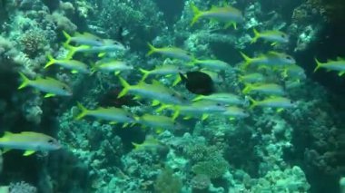 Bir sürü sarı yüzgeçli goatfish (Mulloidichthys vanicolensis) karşı bir mercan.