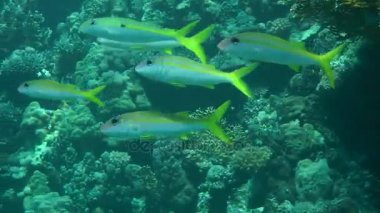 Bir sürü sarı yüzgeçli goatfish (Mulloidichthys vanicolensis) karşı bir mercan.