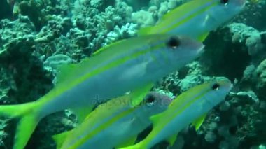Bir sürü sarı yüzgeçli goatfish (Mulloidichthys vanicolensis) karşı bir mercan.