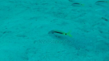 Red Sea goatfish (Parupeneus forsskali) ve Dama Tahtası wrasse (Halichoeres hortulanus).