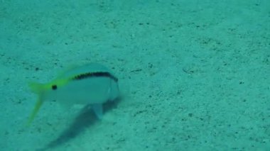 Kumlu altındaki Red Sea goatfish (Parupeneus forsskali).