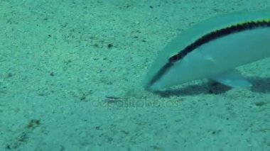 Kumlu altındaki Red Sea goatfish (Parupeneus forsskali).