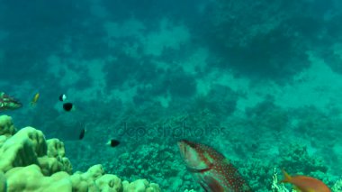 Arka planda mercanlar mercan orfoz (Cephalopholis miniata).
