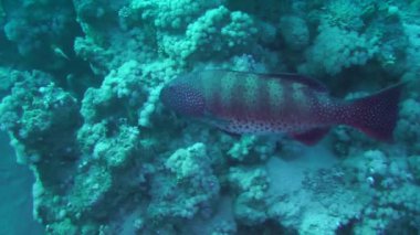 Leopar orfoz (Plectropomus pessuliferus) karşı bir mercan.