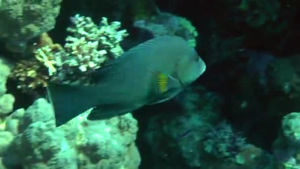 型红嘴石斑鱼 (Aethaloperca rogaa) — 图库视频影像