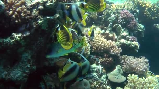 En flock av olika fiskarter står i skuggan av ett korallrev — Stockvideo