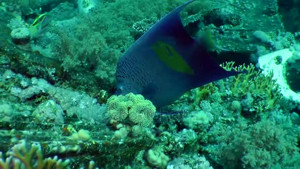 Angelfish Halvmånekejsare (Pomacanthus maculosus) mot bakgrund av ett korallrev. — Stockvideo