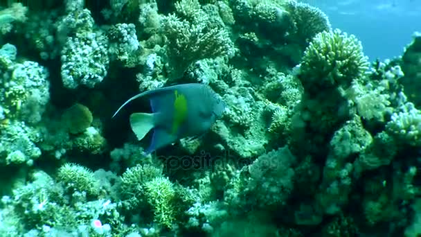 Yellowbar angelfish (Pomacanthus maculosus) on a background of a coral reef. — Stock Video