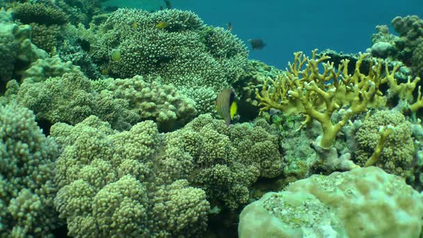 Peixe-anjo-real (Pygoplites diacanthus) e outras espécies de peixes contra fundo de coral . — Vídeo de Stock