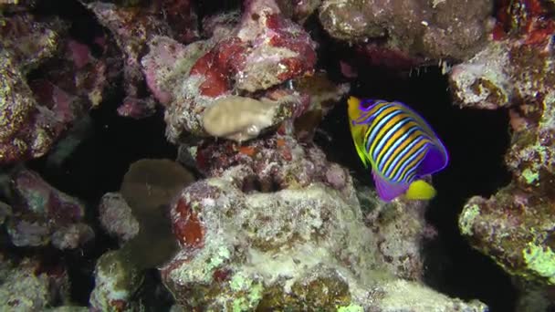 Ange royal (Pygoplites diacanthus) sur fond de coraux . — Video