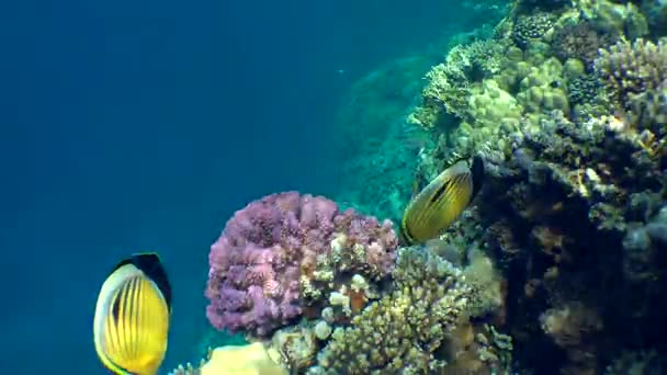Pesce farfalla coda nera (Chaetodon austriacus) sopra la barriera corallina . — Video Stock