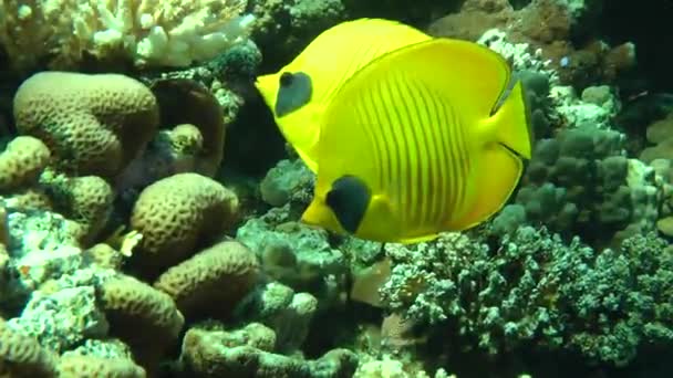 Dvojice Bluecheek butterflyfish (Chaetodon semilarvatus) na pozadí útesu. — Stock video