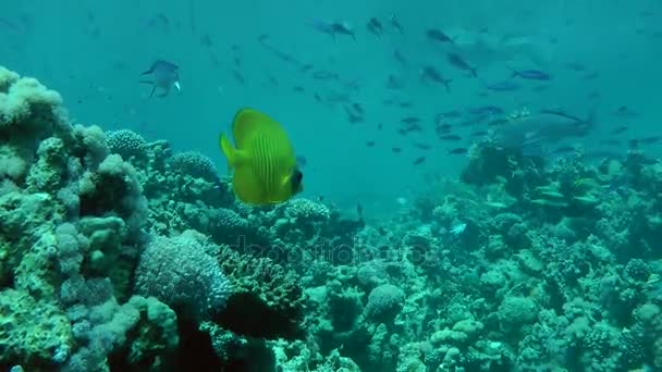 Pez mariposa azul (Chaetodon semilarvatus) en el fondo del arrecife . — Vídeo de stock