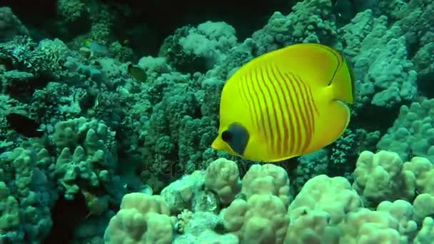 Bluecheek fjärilsfisk (Chaetodon semilarvatus) på bakgrunden av revet. — Stockvideo